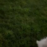 A active and lovely female Maltese