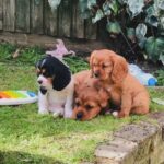 cavalier King Charles spaniel puppies