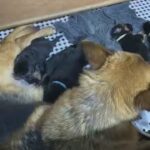 KC Reg German Shepherd Dog And Puppies With Traditional Markings
