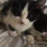 very adorable black and white kitten for sale