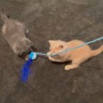 British shorthair kitten