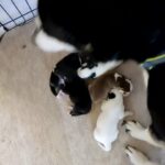 shepsky puppys don't miss out price REDUCTION limited time