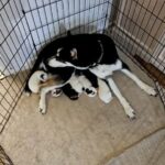DONT miss out shepsky puppys