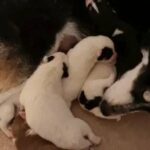 REDUCED shepsky puppys