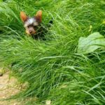 Miniature yorkshire terrier female puppy