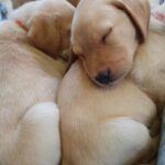lab puppies