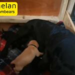 Health Tested KC Registered Labrador Retriever Puppies.