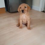 lab pups for sale