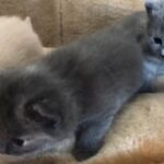 biritish blue x muted calico