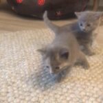 British blue x muted calico kittens