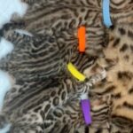 RESERVE YOUR EXOTIC BENGAL BABY TODAY