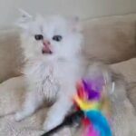 tica registered  ns12 british longhair