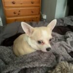 Chihuahua stud dog **PROVEN**NOT FOR SALE JUST AVAILABLE TO STUD **