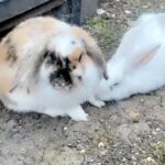 pure mini lop