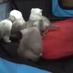 gorgeous tica registered bsh kittens