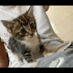 baby tabby kitten