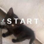 baby tabby black kitten