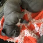 9 Blue Staffordshire bull terrier puppies KC registered