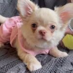xx Very handsome long haired Chihuaha male xx