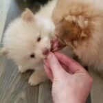 3 POMERANIAN PUPPIES FOR SALE!