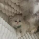 Persian Pedigree Kittens