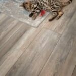 Ready for furever home