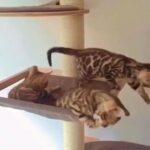 Amazing registered pedigree bengals