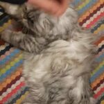 Looking for stud - British shorthair