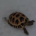 Horsfield Tortoise With 3ft Viv Set Up