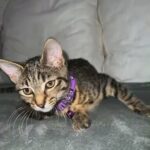 Female Kitten for sale