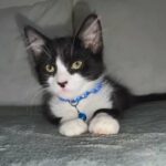Fluffy Male kitten for sale