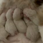 ragdoll kittens