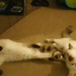 Long hair Siamese females