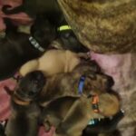 cane corso X