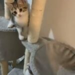 mix breed kitten