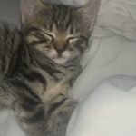 Kitten for sale