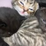 Tabby kittens for sale