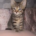 Female Tabby Kitten