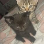 kittens for sale