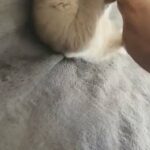 2 Blue British Shorthair kittens