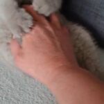 1 BRITISH SHORTHAIR FEMALE KITTEN Available Blue colour