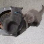 British Blue Shorthair kittens