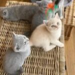 Pedigree, GCCF registered BSH kittens
