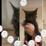 Maine coon kittens
