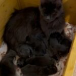 Maine coon kittens