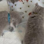 Registered BSH kittens