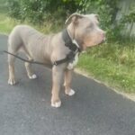 Stud Lilac Tri Brindle