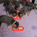 German shepherd full Pedigree Puppies