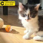 3 little girls looking for new home