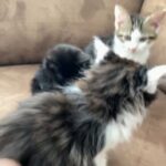 3 lovely kitten girls looking for new home
